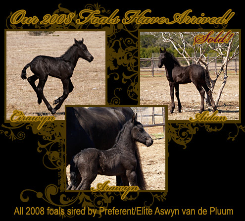 Click To Meet The Foals
